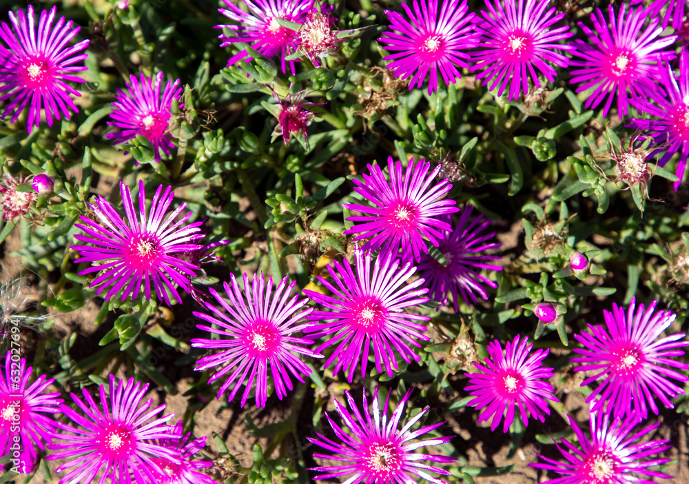 A close-up of purple Lampranthus spectabilis flowers A close-up of purple Lampranthus spectabilis flowers