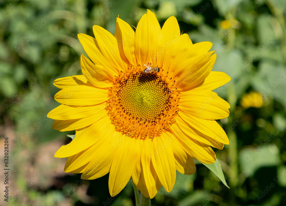 Fototapeta premium A close-up of a blooming sunflower with a bee on it