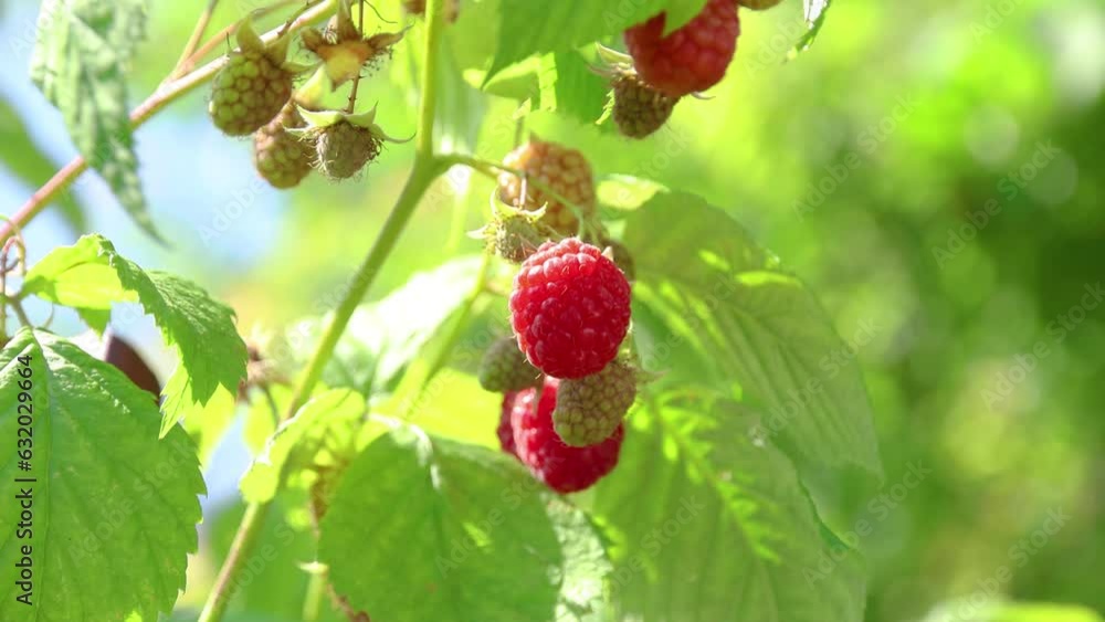 Ripe red raspberries on a bush in a summer garden. Raspberries on a branch in the garden. Fresh raspberry fruits as food background. Healthy food organic nutrition close up 4k. Ripe red raspberries on a bush in a summer garden. Raspberries on a branch in the garden. Fresh raspberry fruits as food background. Healthy food organic nutrition close up 4k.