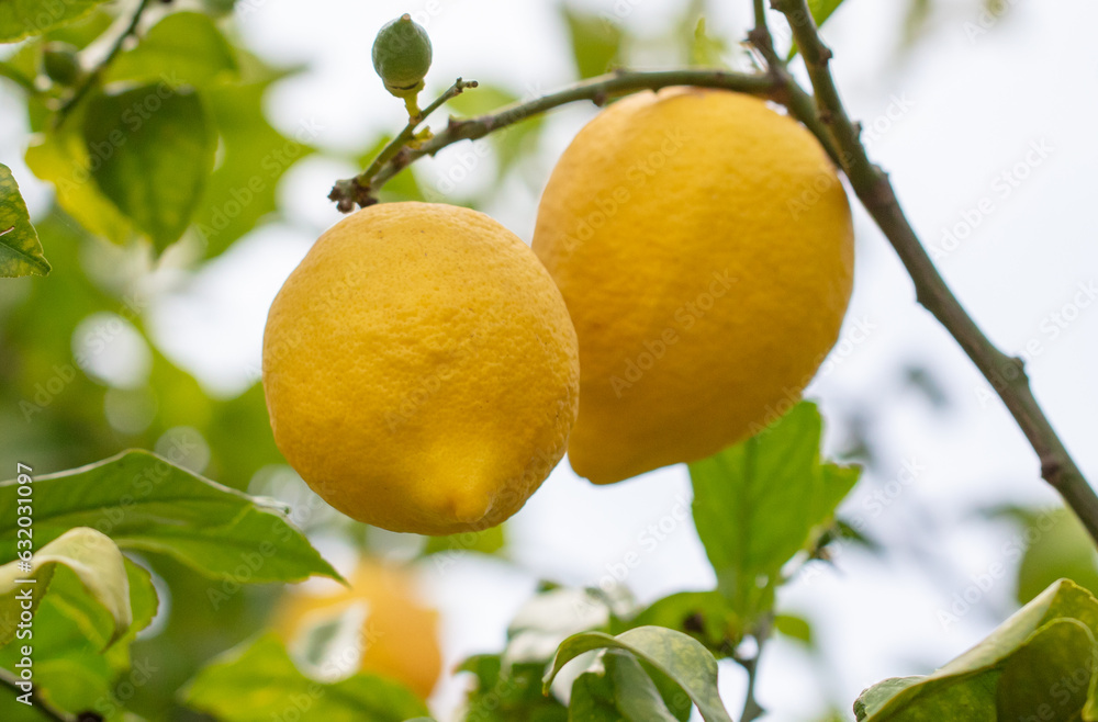 Yellow lemons on the tree. Nature