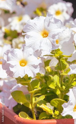 White flowers in nature.Close-up