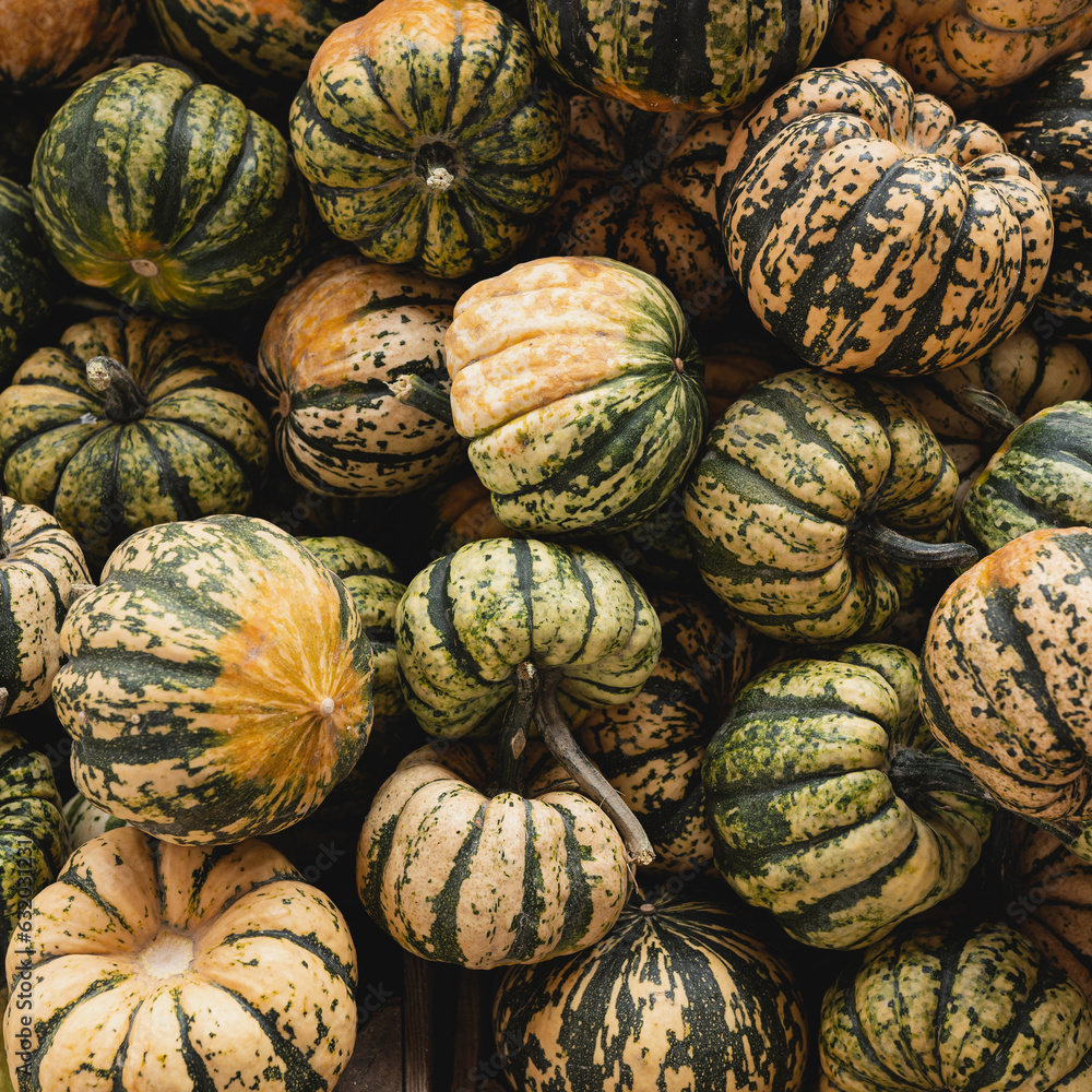 Lots of colourful striped pumpkins. Autumn fall seasonal pattern composition