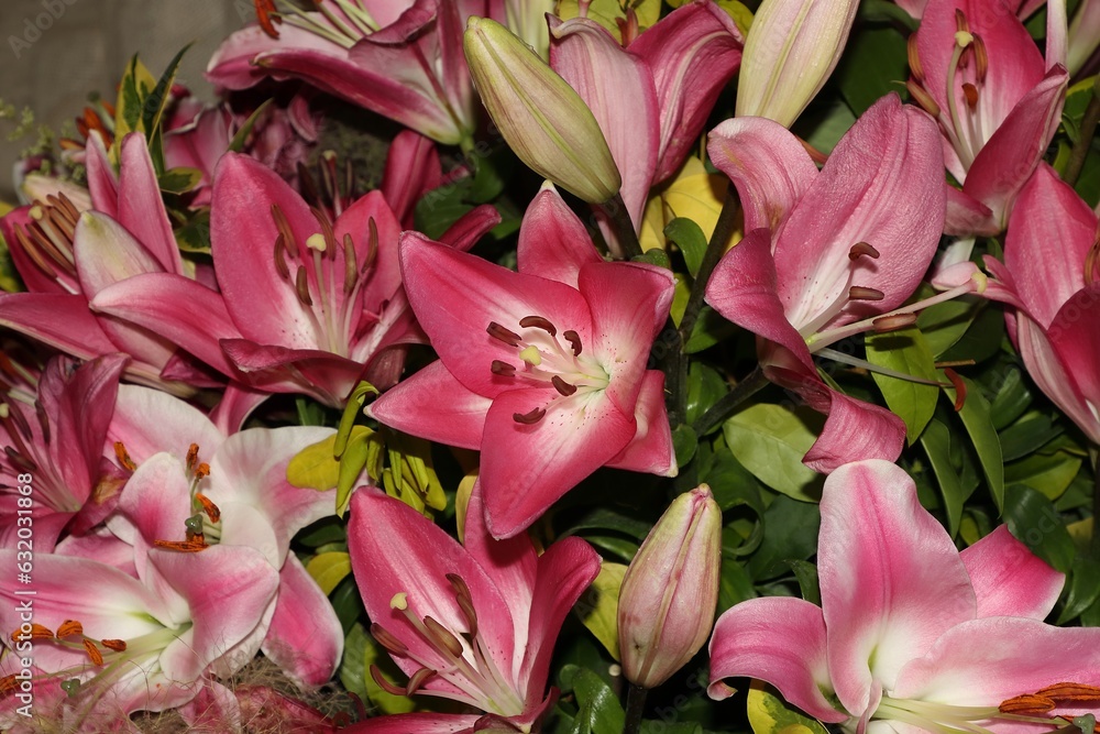 Nice colorful lily blossom Nice colorful lily blossom