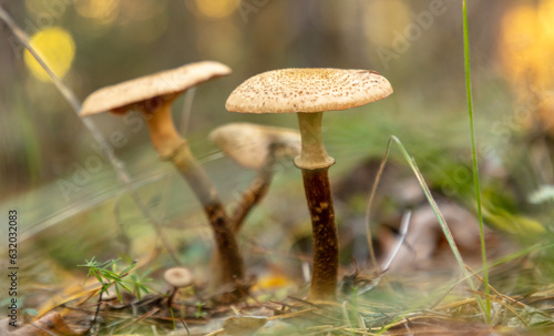 Honey mushrooms grow in the autumn forest. Close-up