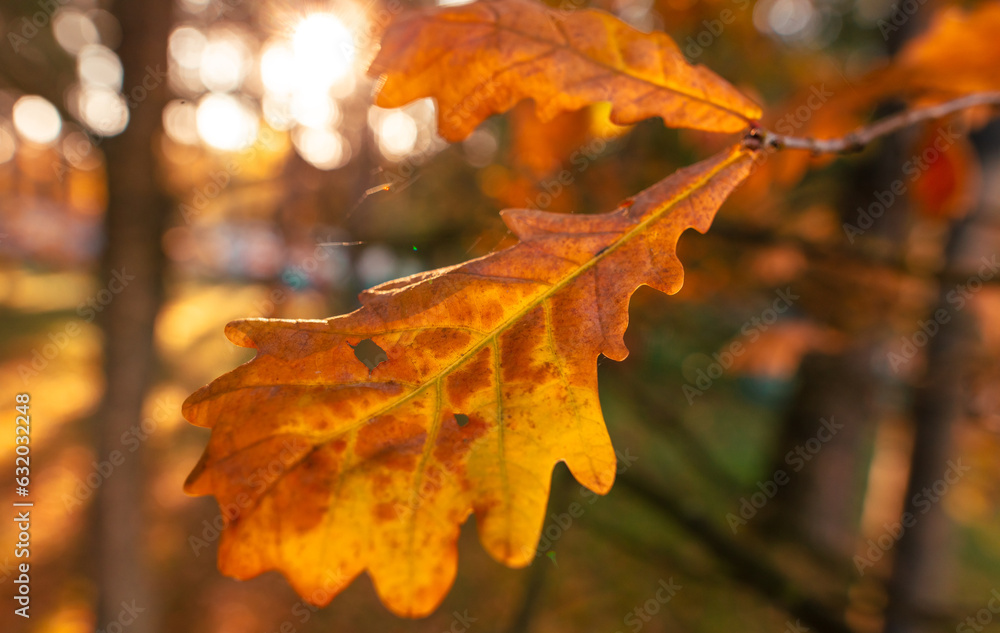 Fototapeta premium Autumn oak leaves in the park. Nature.