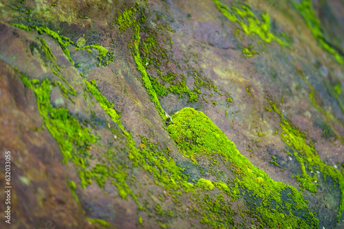 beautiful green moss on the ground, Beautiful bright green moss growing covering rough rocks and on forest floor