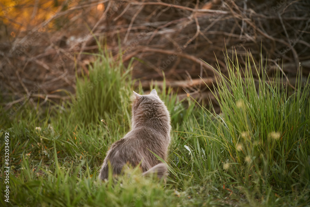 Naklejka premium cute friend cat is sitting on the green grass in a sunny summer garden
