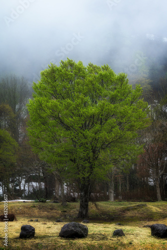 霧雨が降る森 photo