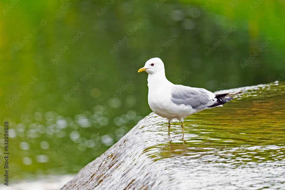 Bird Common gull sitting on a waterfall Bird Common gull sitting on a waterfall