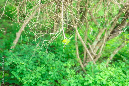 A small exotic bird perched on a tree branch in natural habitat. Peaceful wildlife moment highlighting tropical nature, delicate beauty, and calm forest atmosphere.