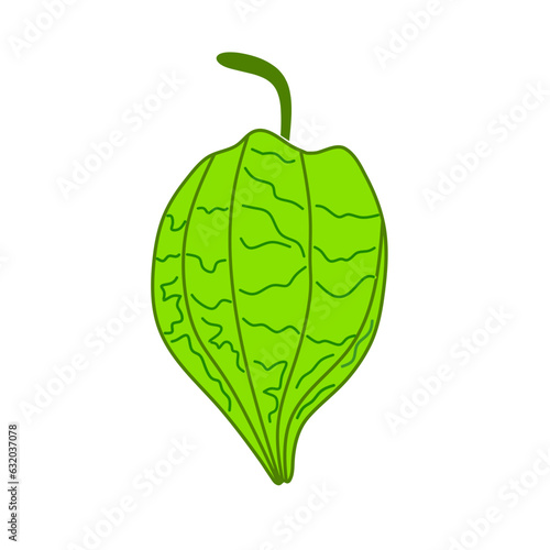 physalis angulata fruit vector on white background.illustration of ciplukan or cecendet fruit photo