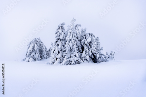 Surreal winter scene in the mountains with snow covered and frozen fir trees. Frosty outdoor scene of the mountain valley. Beauty of nature concept background. © Ivan