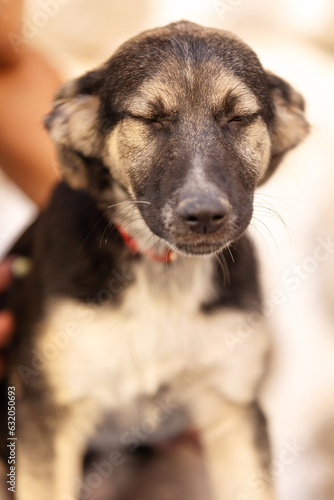 Rescue adoption dog puppy portrait with eyes closed