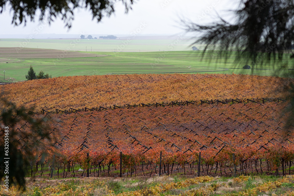 Winter leaves in the vineyard