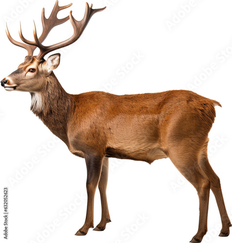 Deer stands sideways on a transparent background. AI generated