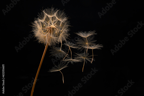 dandelion seeds fly from a flower on a dark background. botany and bloom growth propagation