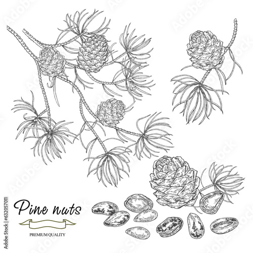 Pine nuts set. Cedar branch. Cedar tree with cones and nuts isolated on white background. Vector illustration engraved.