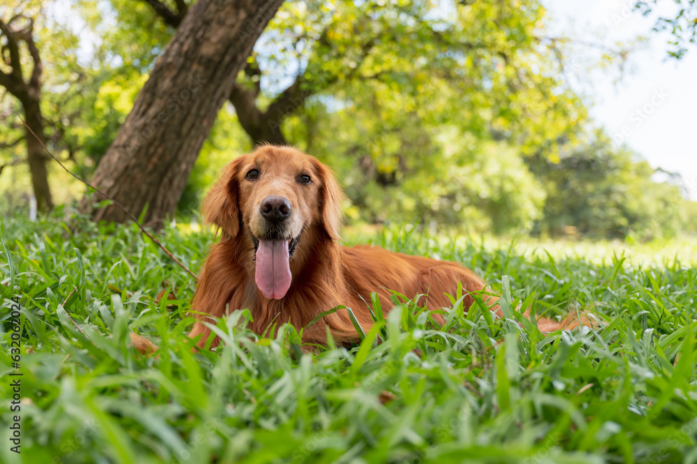Golden Retriever lying on the grass. Golden Retriever lying on the grass.