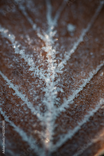 Frozen leaf with snowflakes