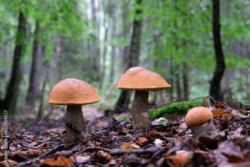 Close up of group of Leccinum aurantiacum (red-capped scaber stalk) mushrooms in the forest