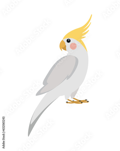 Grey vector cockatiel parrot isolated on white background	
