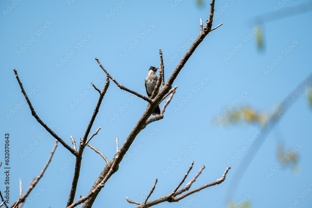 The sooty headed bulbul bird, Pycnonotus aurigaster is perching on the tree. Indonesia locally name is Kutilang bird The sooty headed bulbul bird, Pycnonotus aurigaster is perching on the tree. Indonesia locally name is Kutilang bird