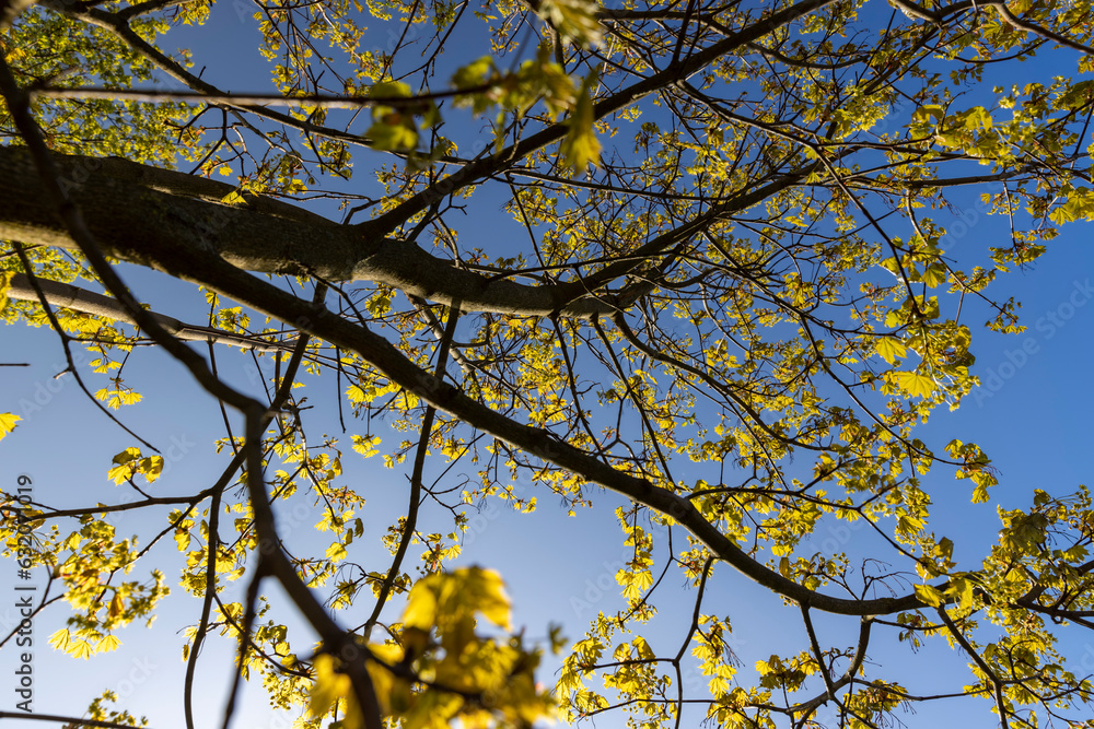green foliage on a maple tree in spring bloom green foliage on a maple tree in spring bloom