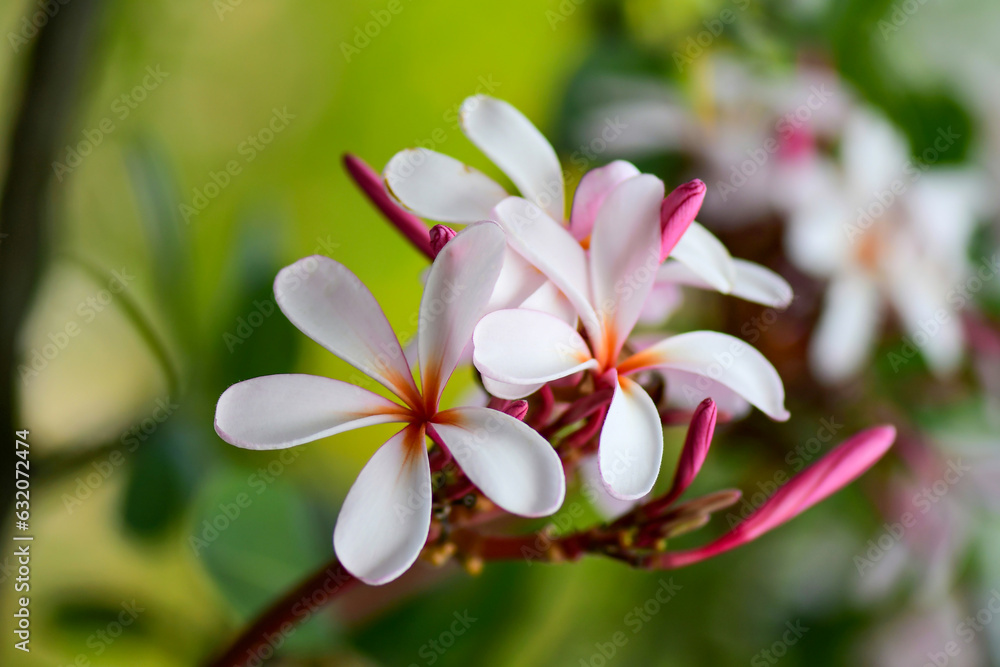 Fototapeta premium flower