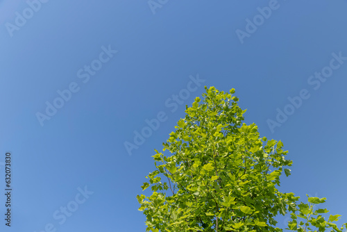 tulip tree with green foliage in windy weather