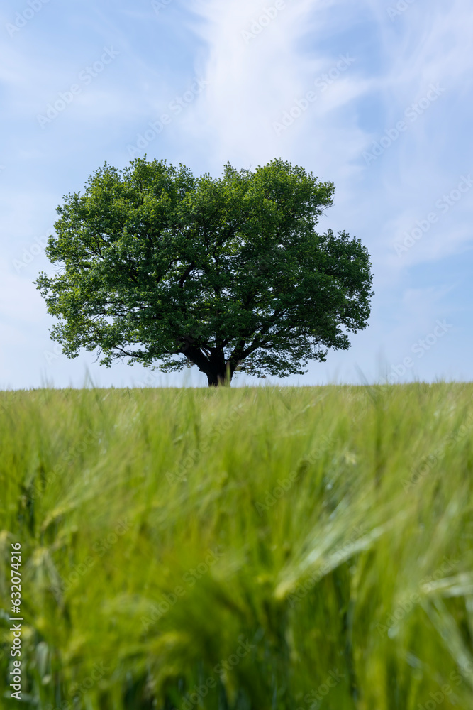 Fototapeta premium one oak with green foliage in the summer field