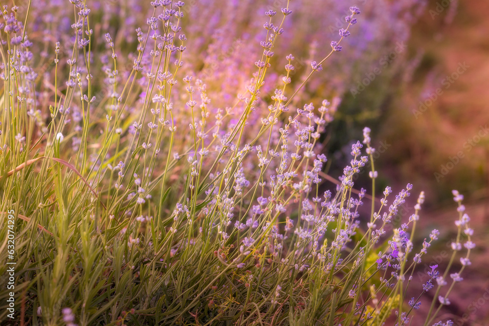 Obraz premium Lavender purple flowers close-up on a blurred background, field