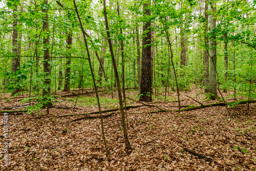 Wald mit einer Vielzahl von kleineren Bäumen