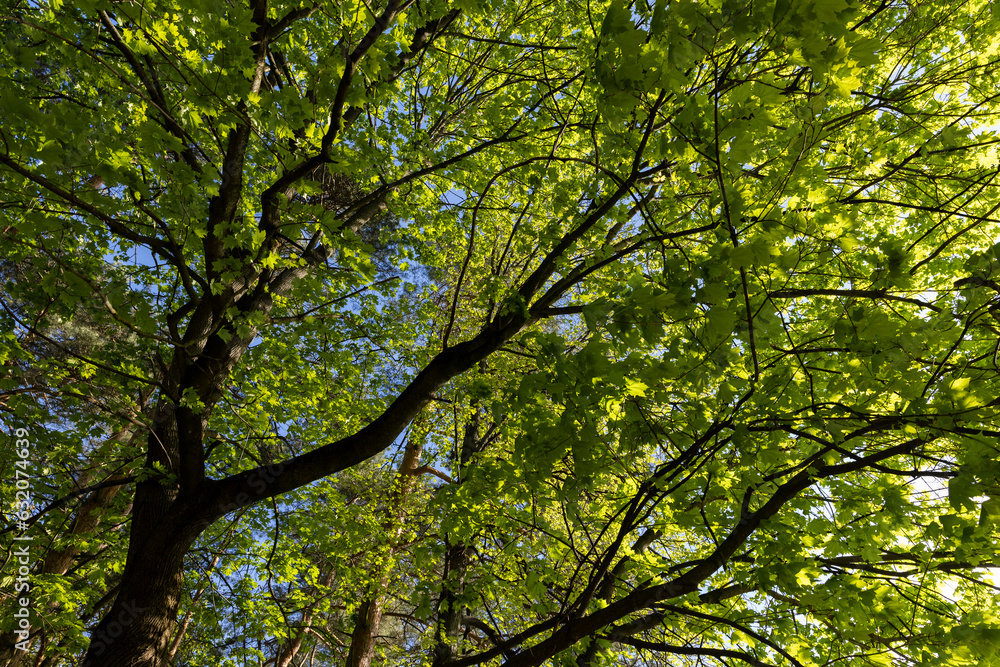 green young foliage of spring maples