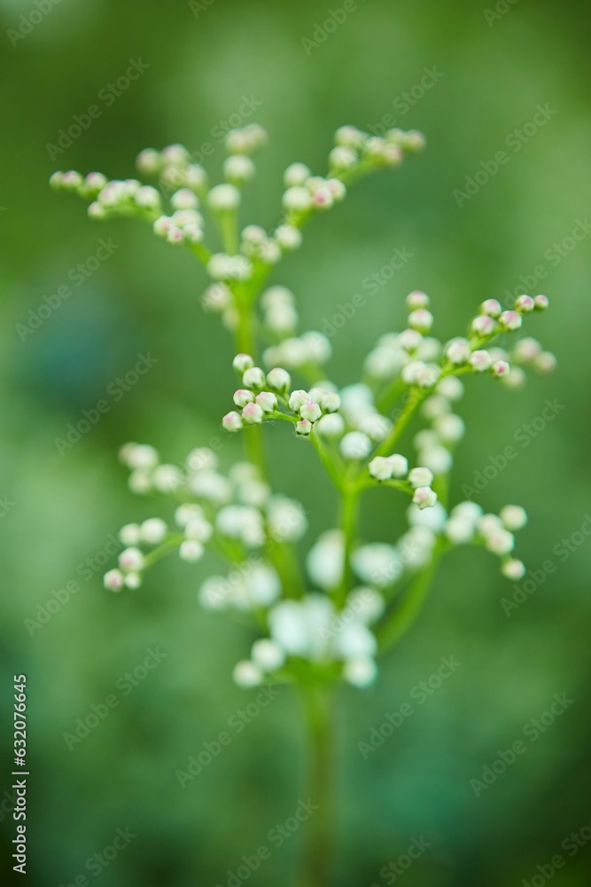 Medicinal plant Lobaznik. Treatment with natural remedies. Medicinal plant Lobaznik. Treatment with natural remedies.