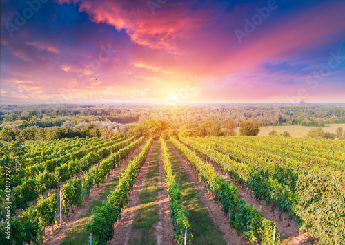 Fototapeta Naklejka Na Ścianę i Meble -  Barrel Wineglasses Cheese And Bottle In Vineyard At Sunset