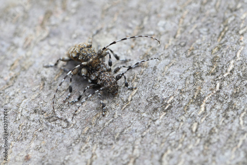 Longhorn beetle, paif of Aegomorphus clavipes on wood in the process of copulation, macro photo.