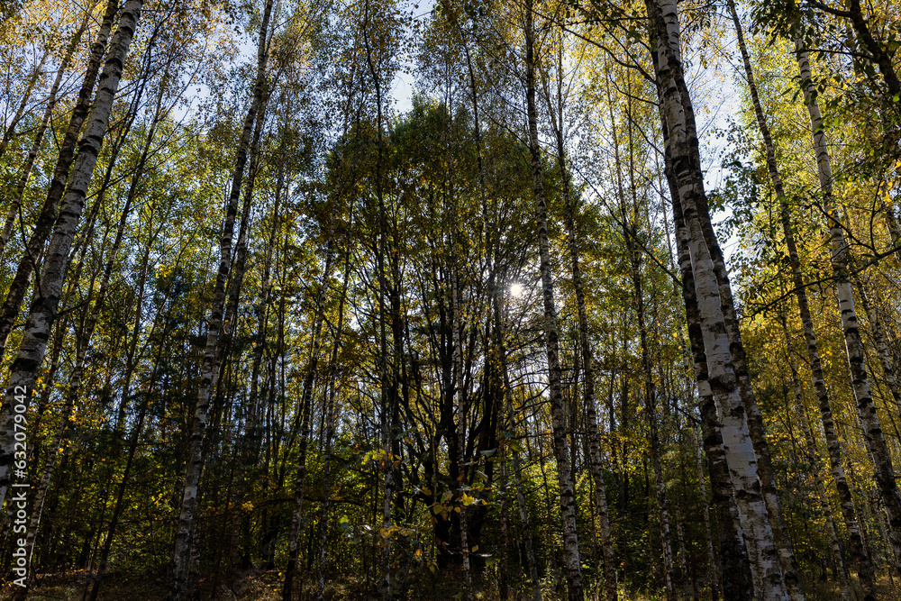 sunny autumn weather in the birch forest sunny autumn weather in the birch forest