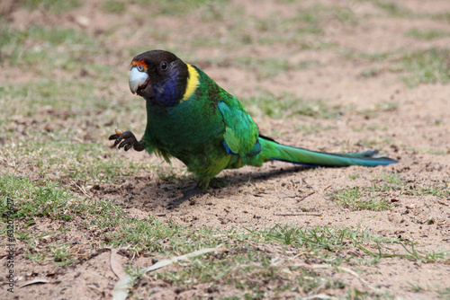 wild australian ringneck in australia photo