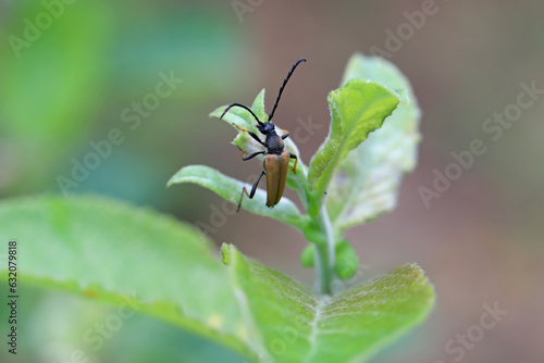 Male of Red-brown Longhorn Beetle (Stictoleptura rubra) on a leaf. 