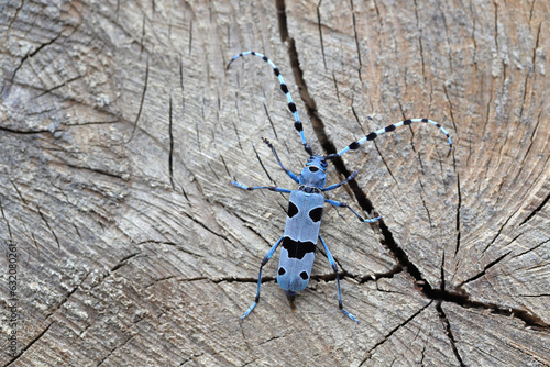 Fototapeta Naklejka Na Ścianę i Meble -  Rosalia Longicorn (Rosalia alpina). A female laying eggs on the trunk of a beech tree in the Nature National Park, Poland, Bieszczady Mountains.