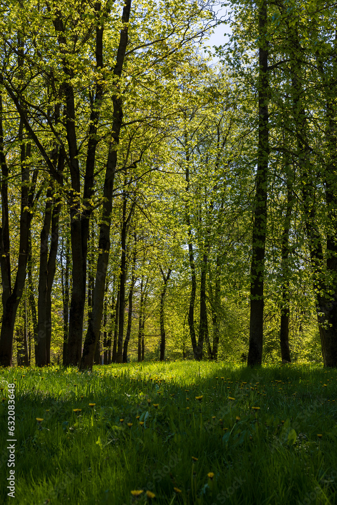 deciduous trees with green foliage in the spring season