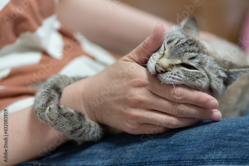 手を噛む猫 シャムトラ