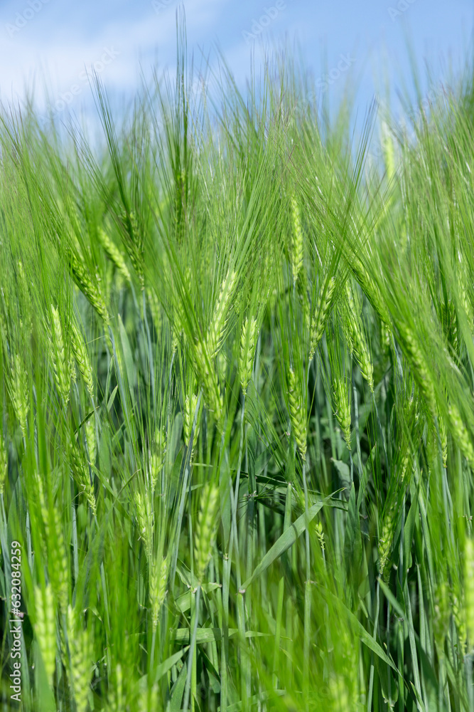 agricultural field with green cereals in summer agricultural field with green cereals in summer