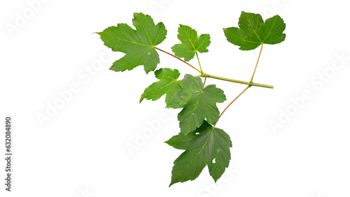 Fotografie Fresh Sycamore Maple Branch (Acer pseudoplatanus) with Green Leaves Top Down Iso