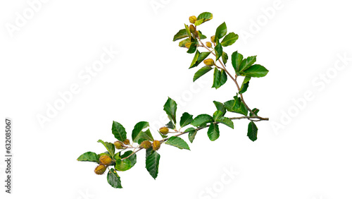 Tableau sur toile Vibrant Green Beech Branch with Beechnuts (Fagus sylvatica) Top Down Isolated Fo