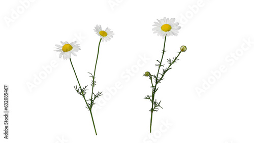 Fresh Chamomile Flowers Isolated Cutout, Natural Herbal Remedy Plant for Health and Wellness Concepts | Wild camomile blooming in forest (Matricaria) | wild flower | transparent png 