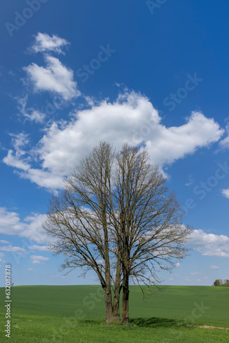 old tall maple in early spring without green foliage