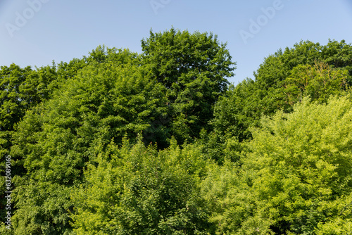 deciduous trees with green foliage in windy weather in the park © rsooll