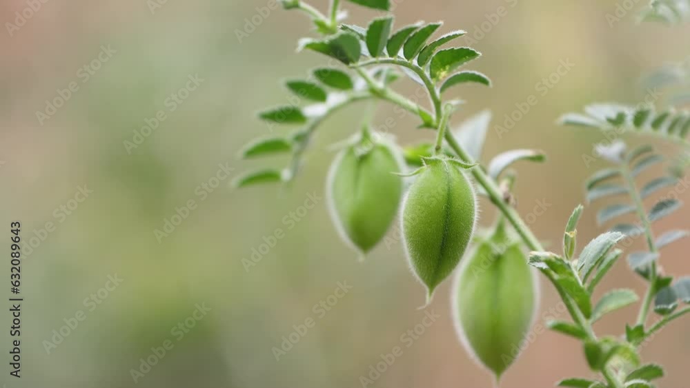 Growing chickpeas. Close-up. Chickpea beans in a green shell grow on a bush in a farm. Growing chickpeas. Close-up. Chickpea beans in a green shell grow on a bush in a farm.