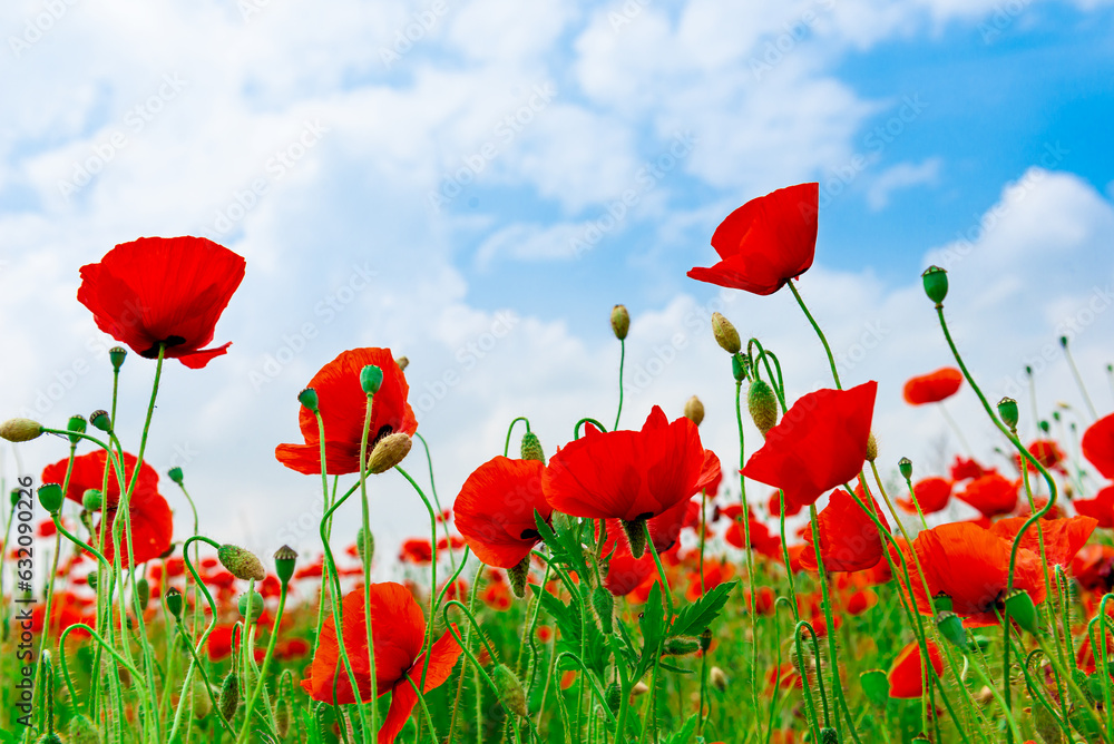 Fototapeta premium Field with red poppies against the sky with clouds